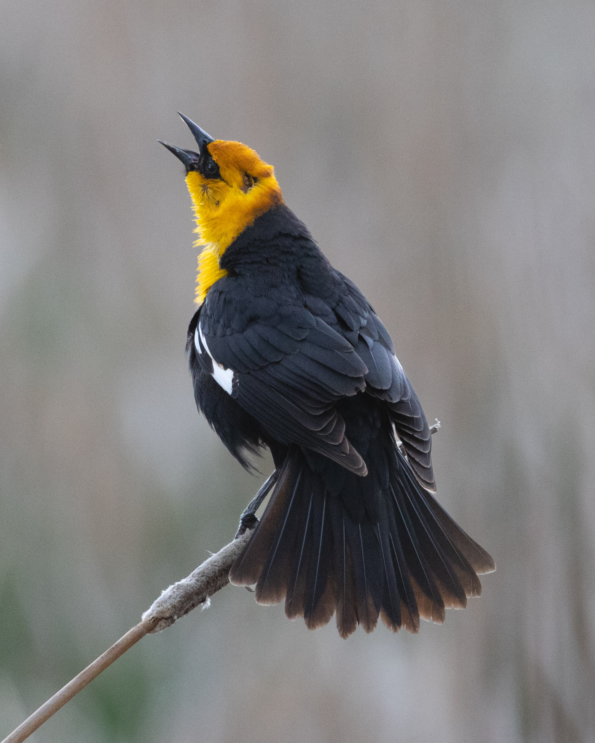 Wildlife