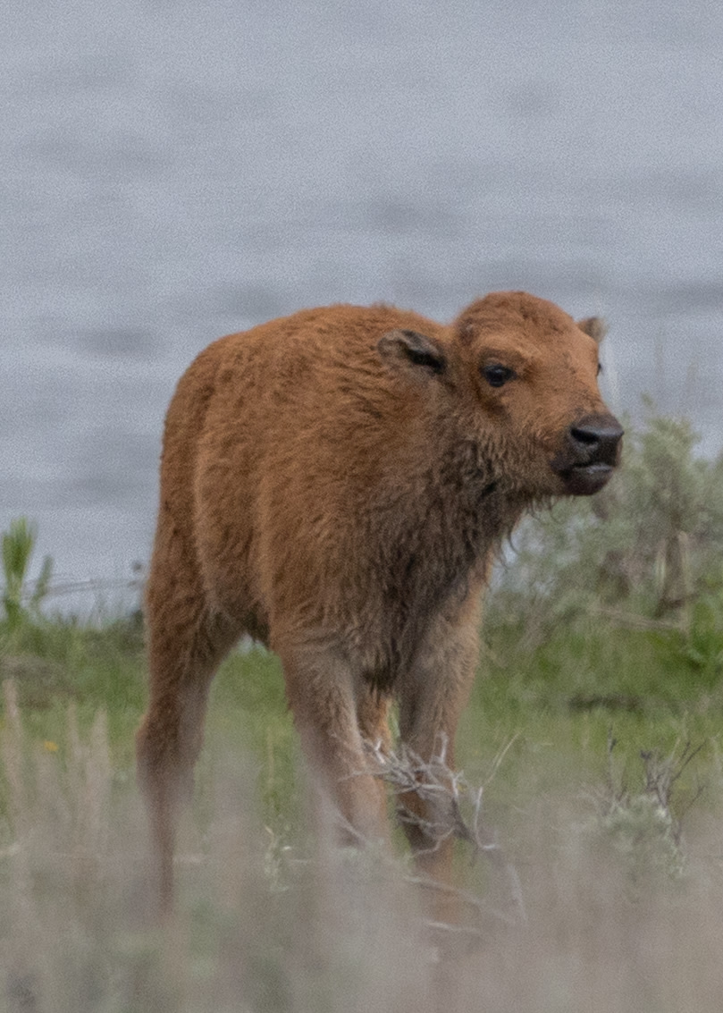 Wildlife