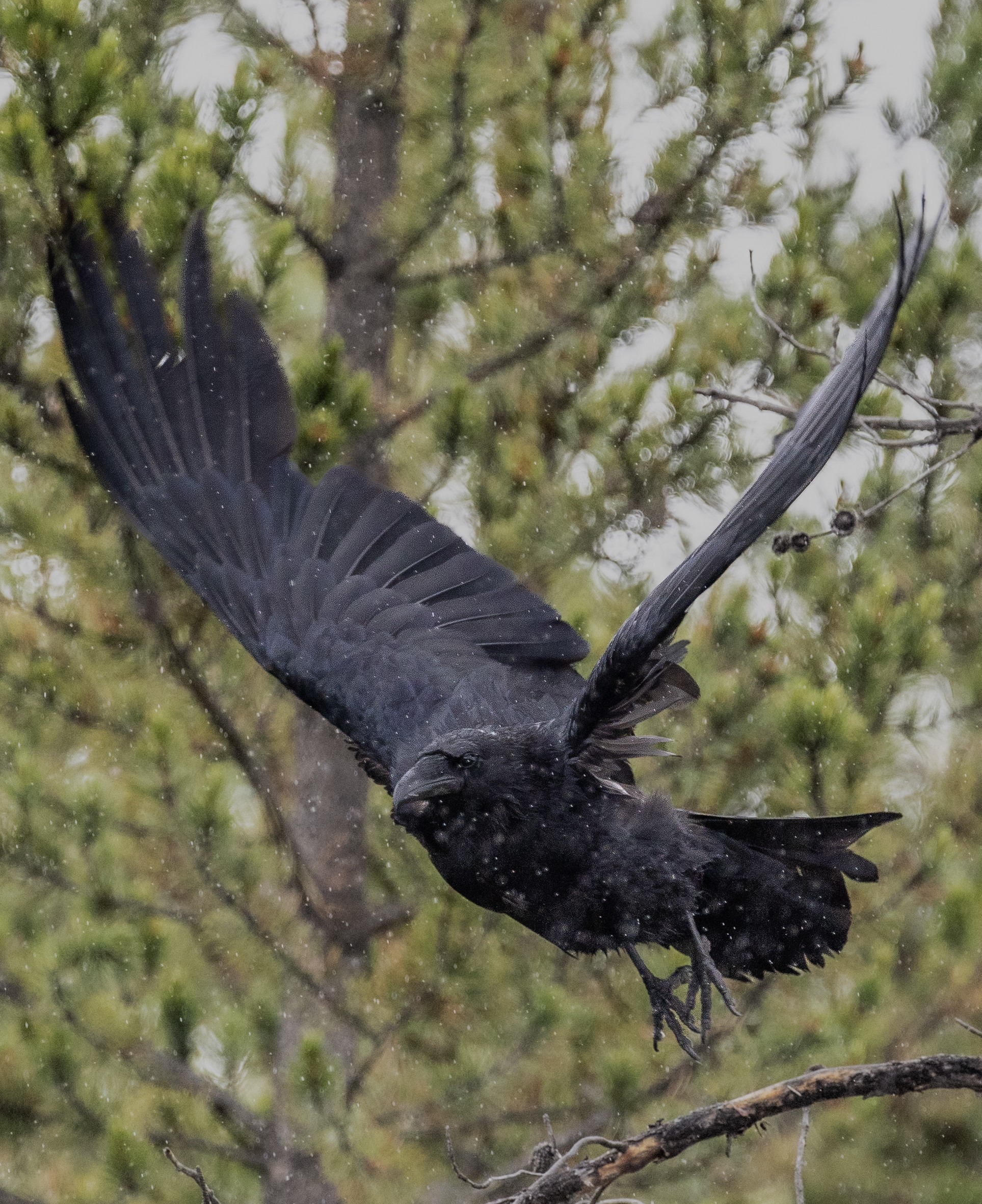 Wildlife