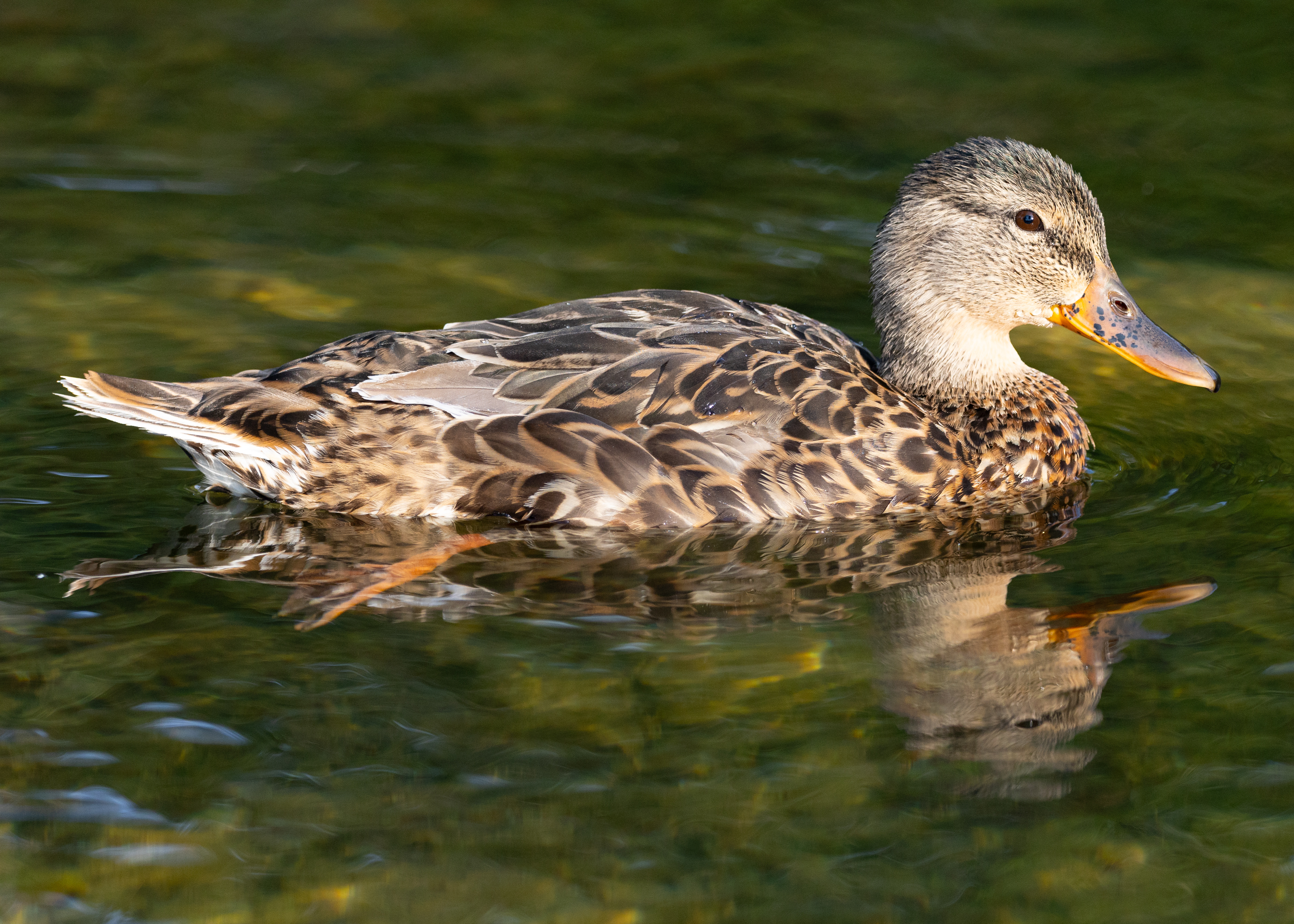 Wildlife