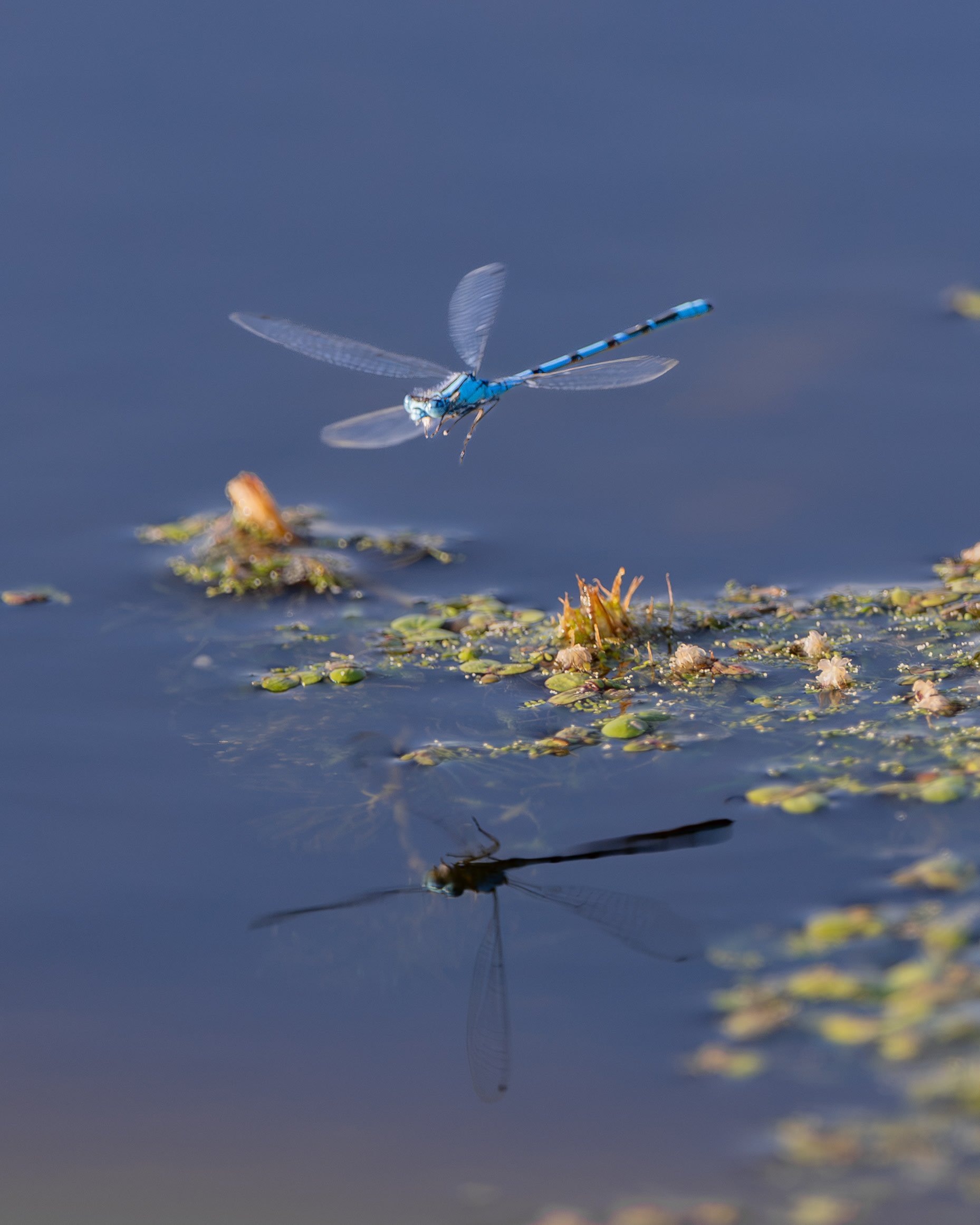 Wildlife