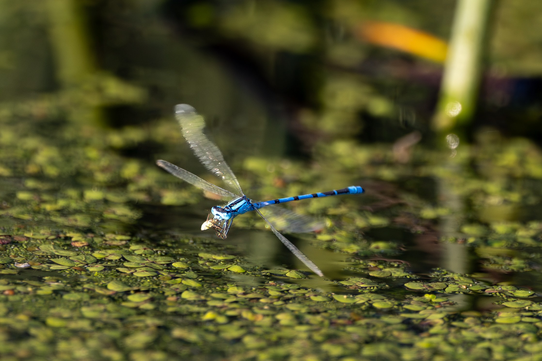 Wildlife