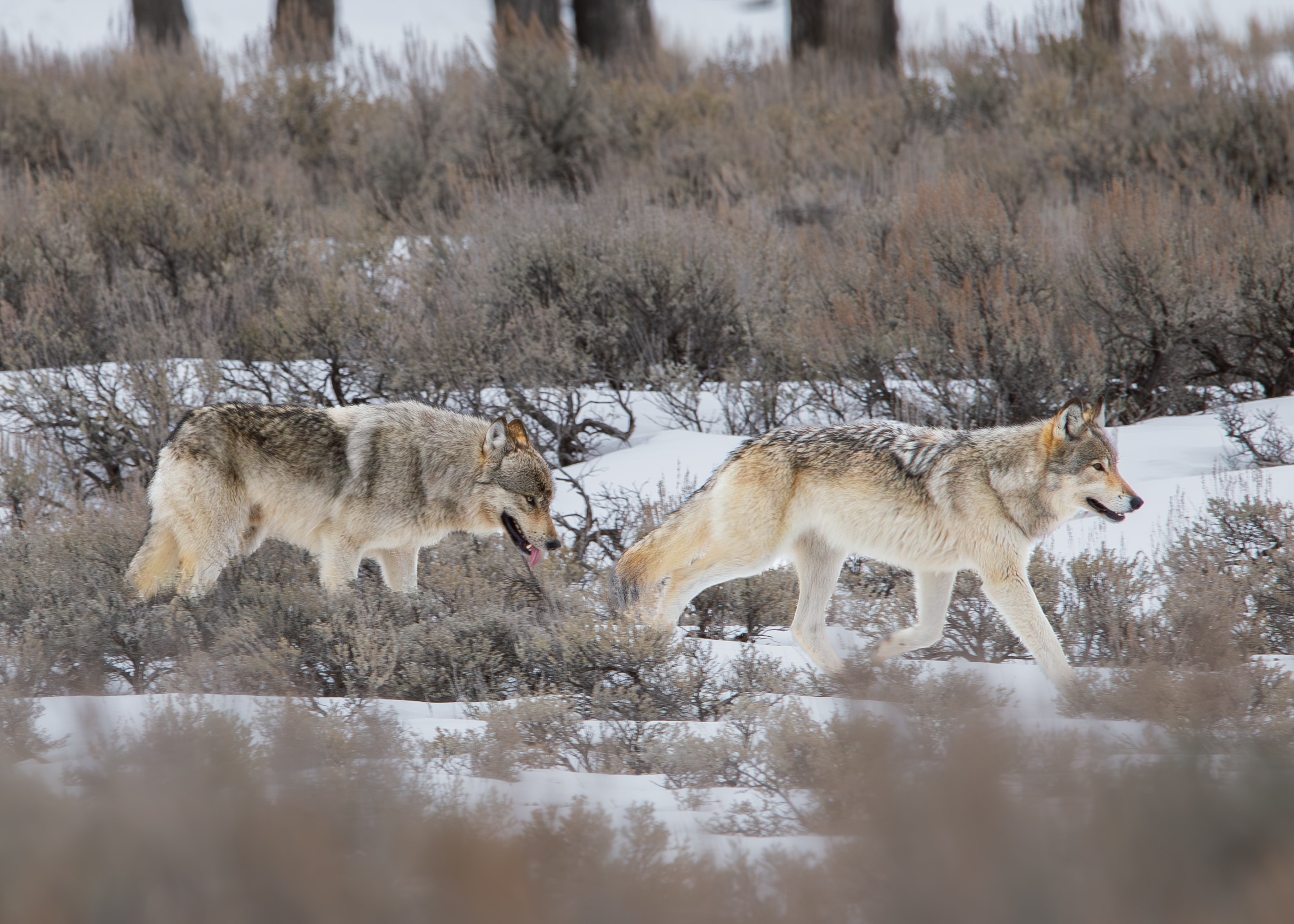 Wildlife