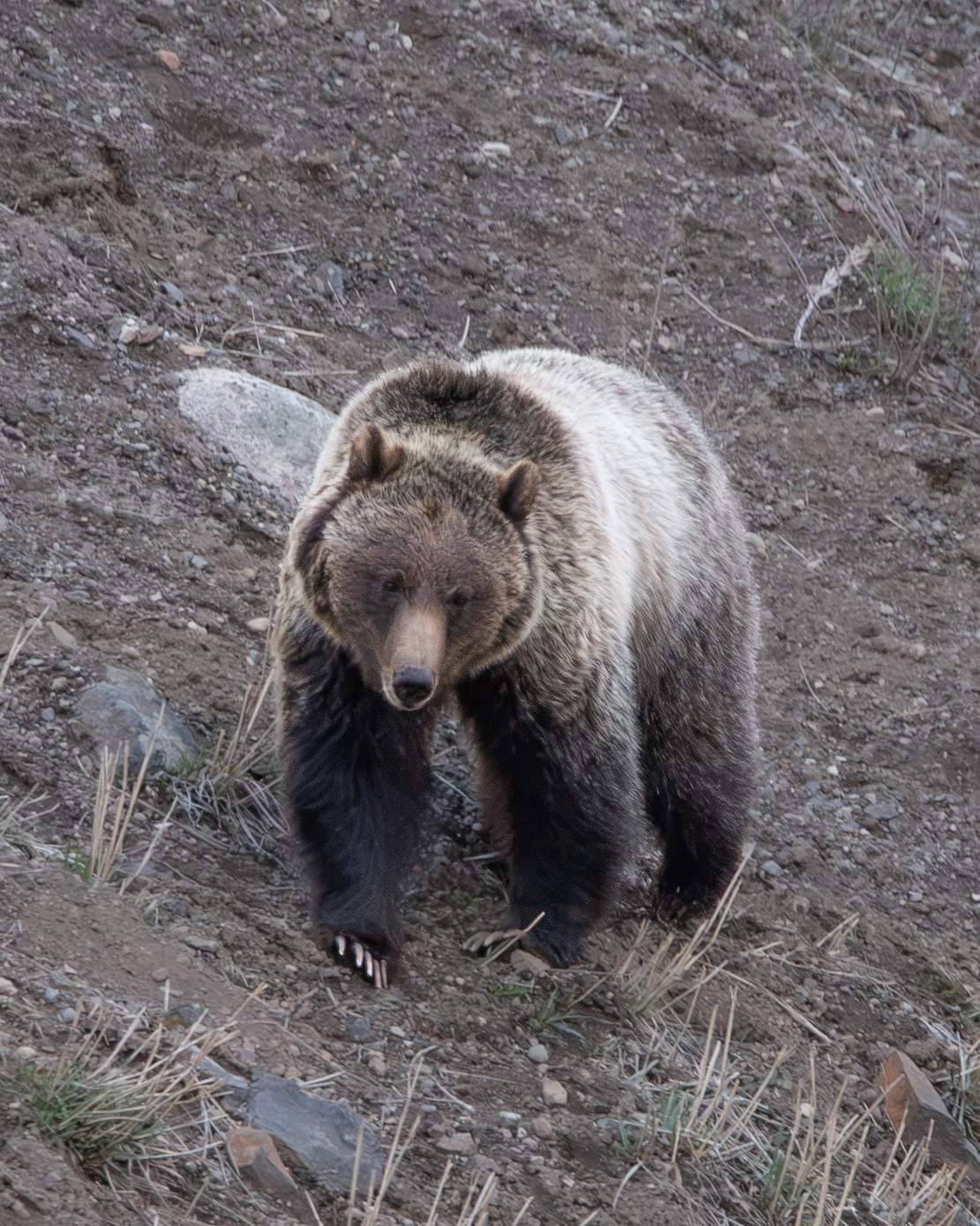 Wildlife