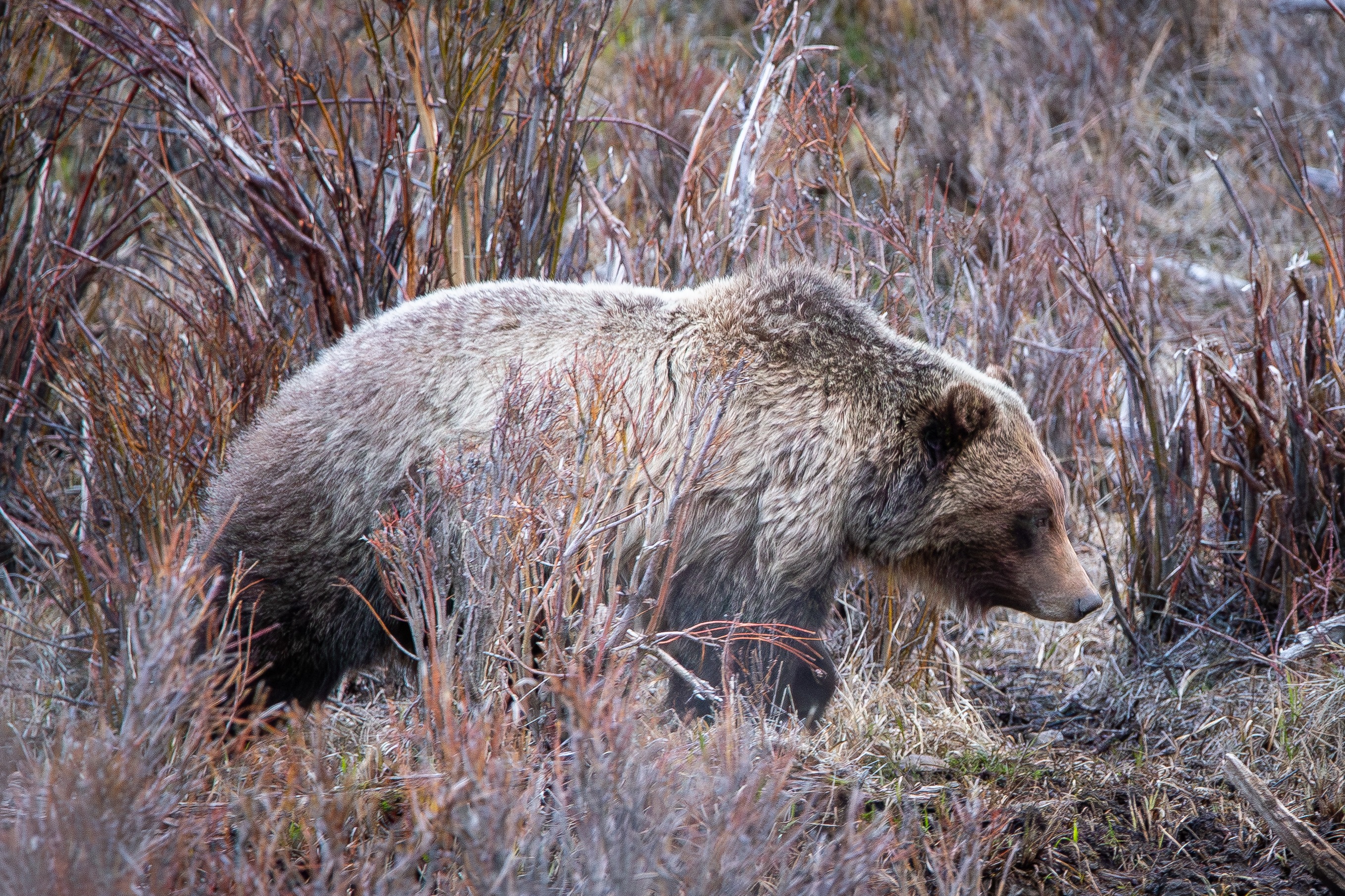 Wildlife