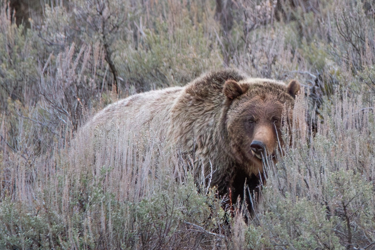 Wildlife