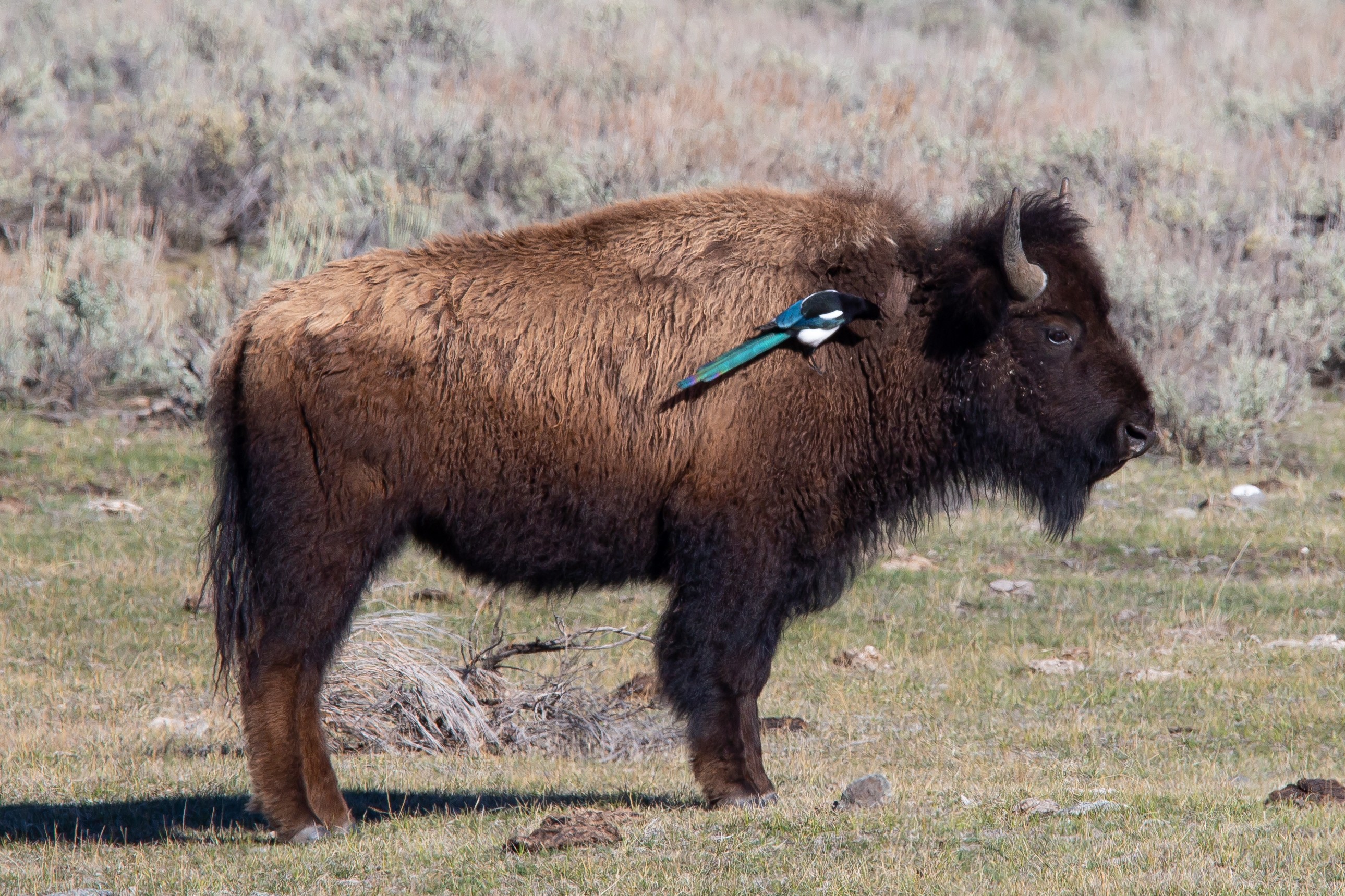 Wildlife