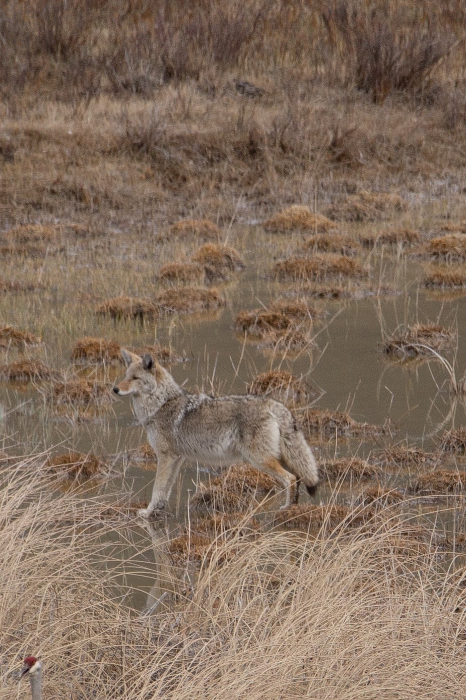Wildlife