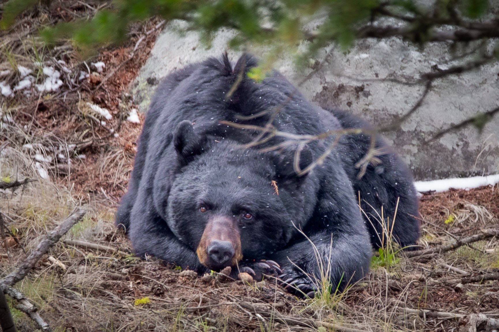 Wildlife