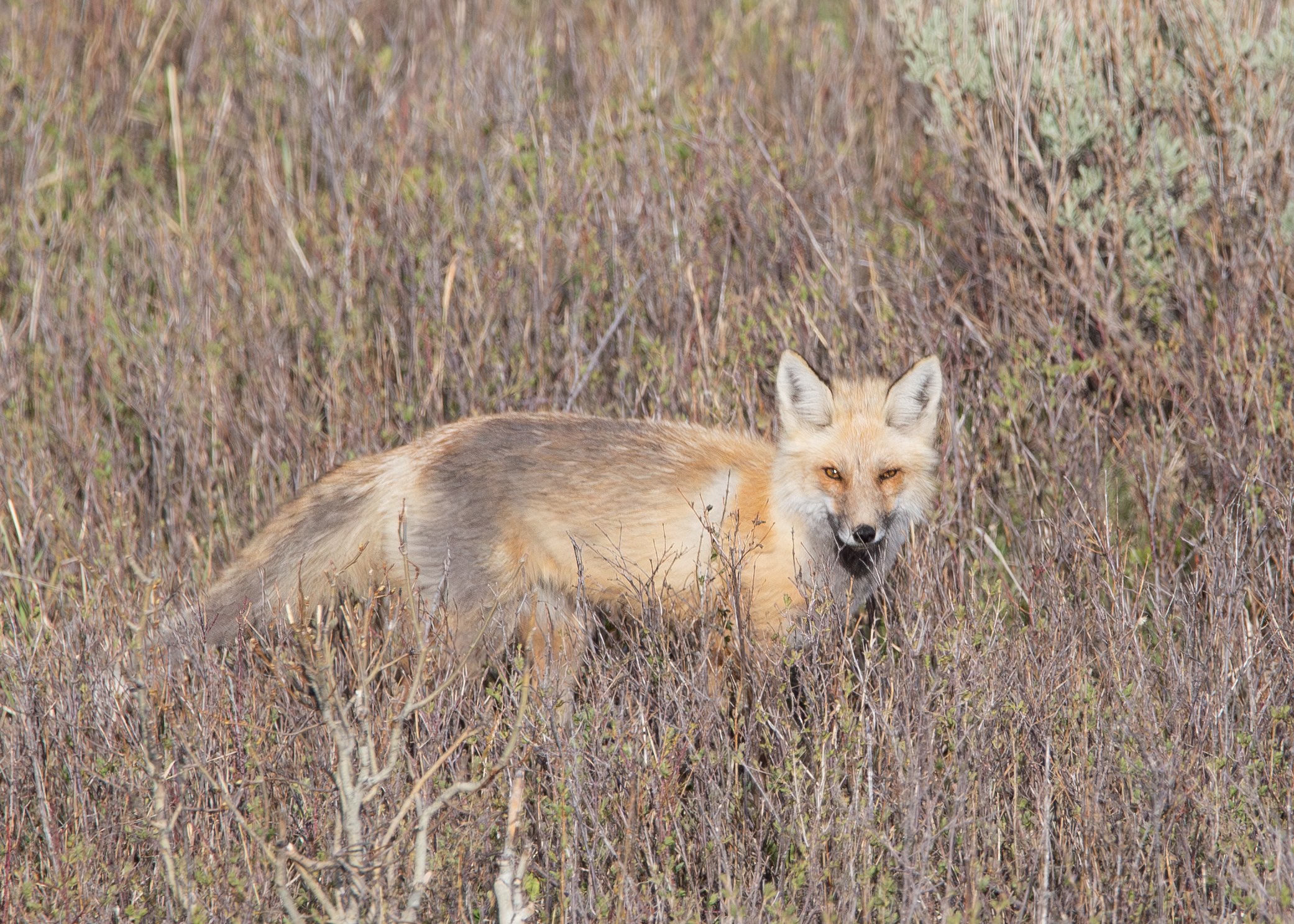 Wildlife