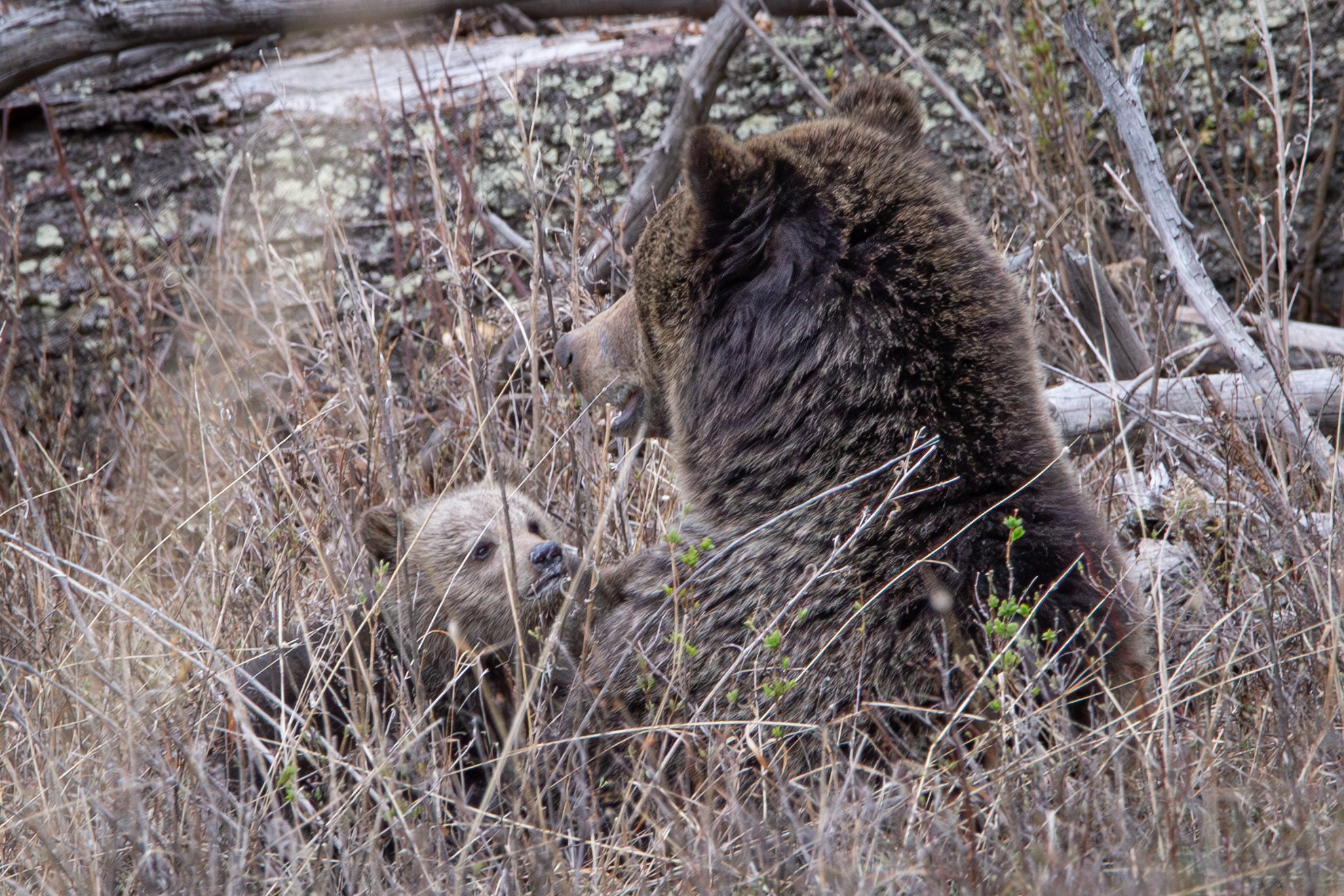 Wildlife
