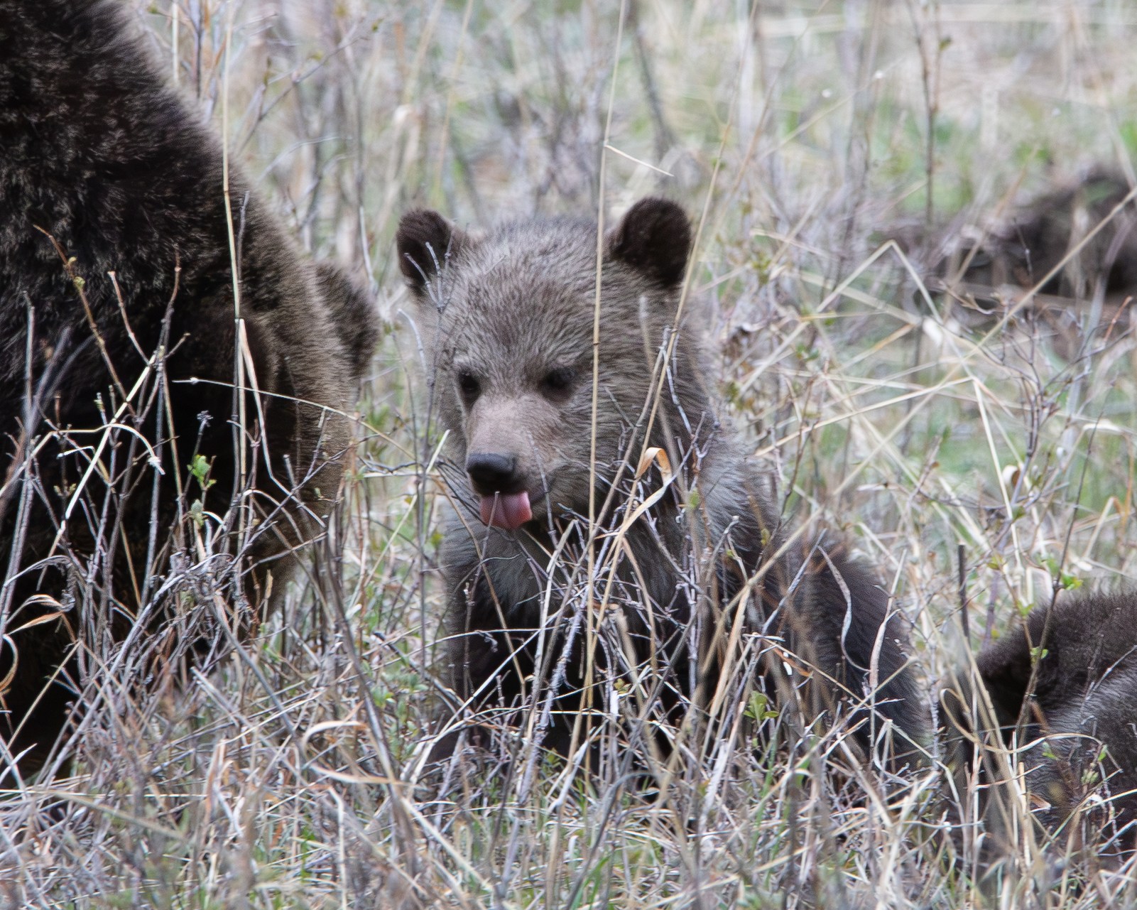 Wildlife