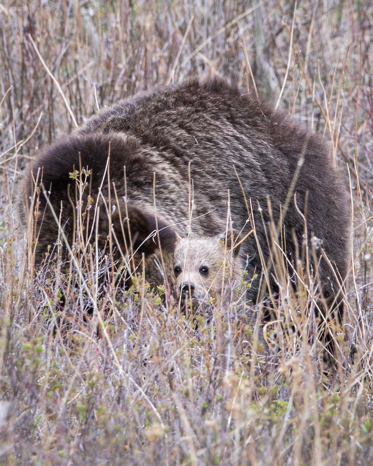 Wildlife