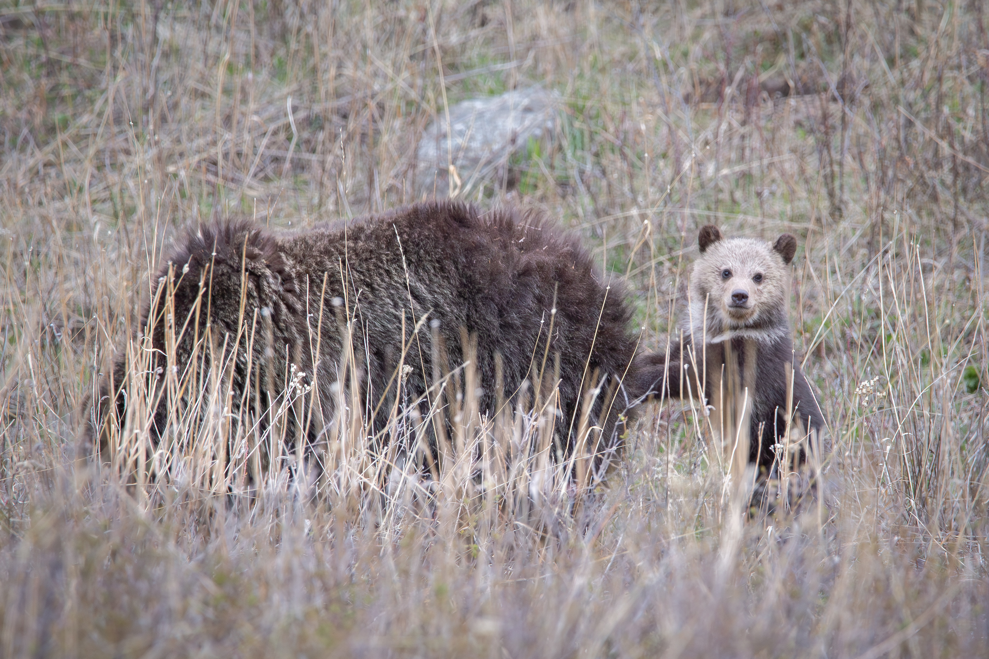 Wildlife