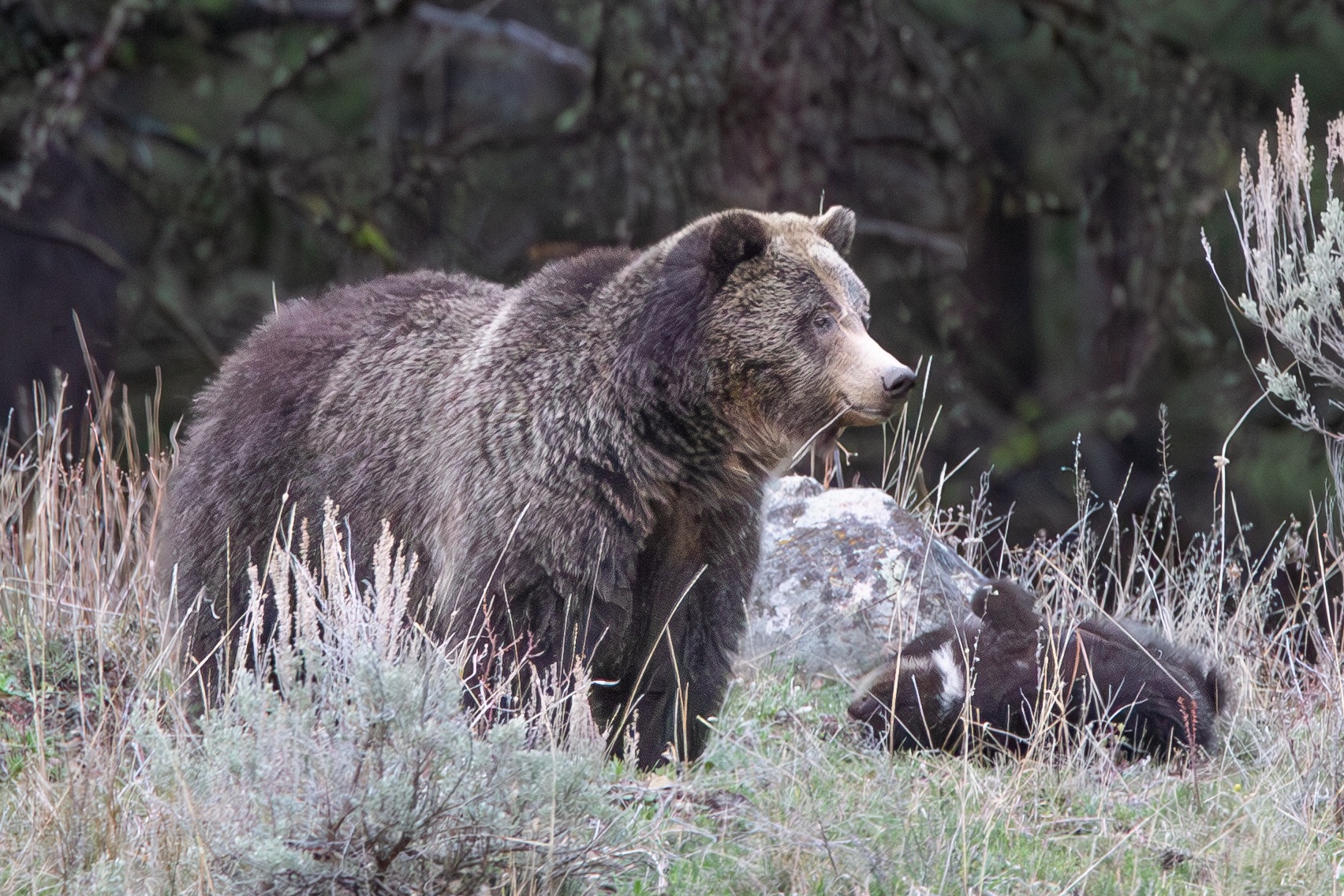 Wildlife