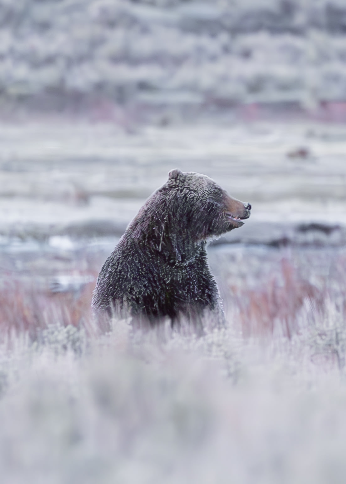 Wildlife
