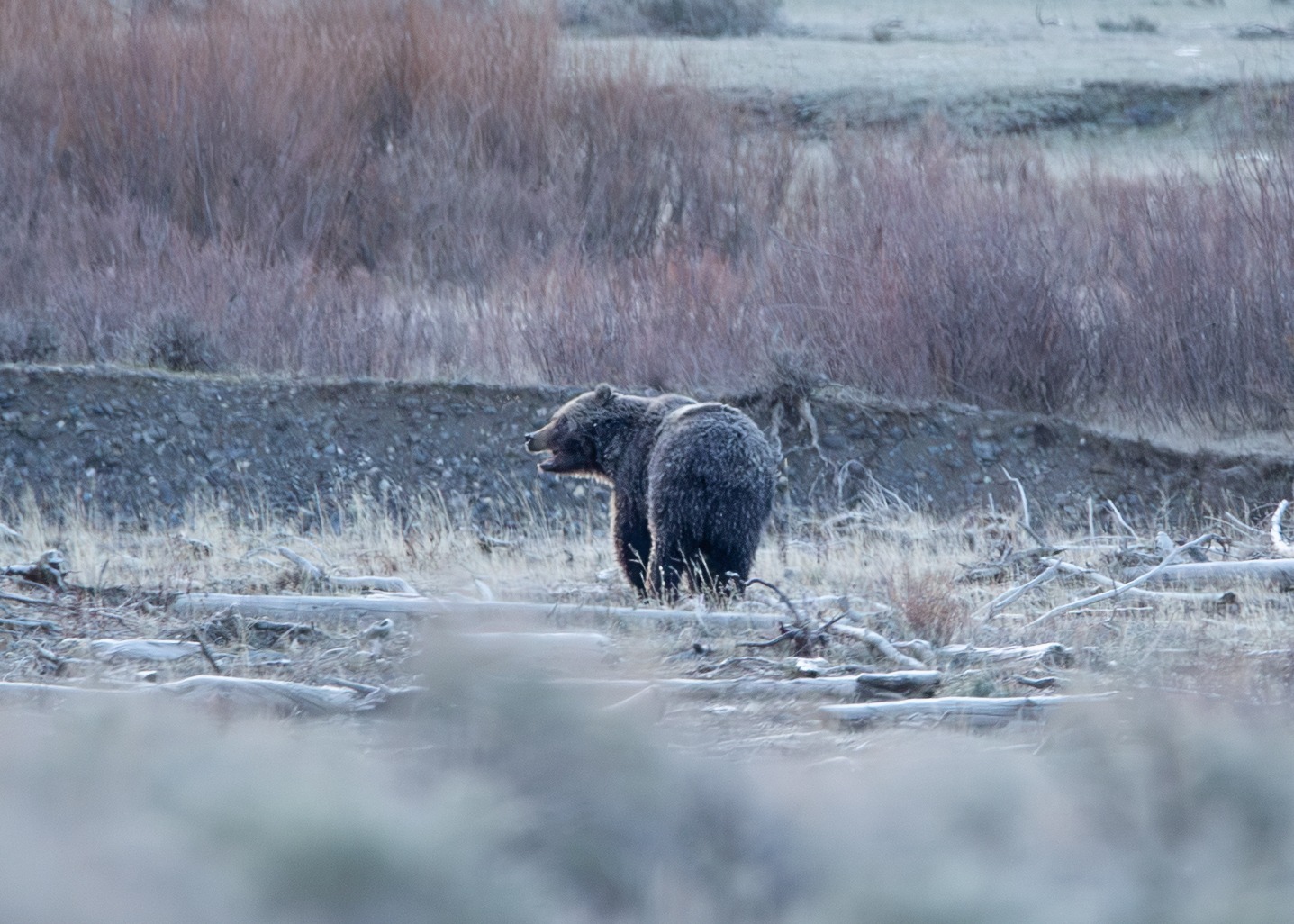 Wildlife