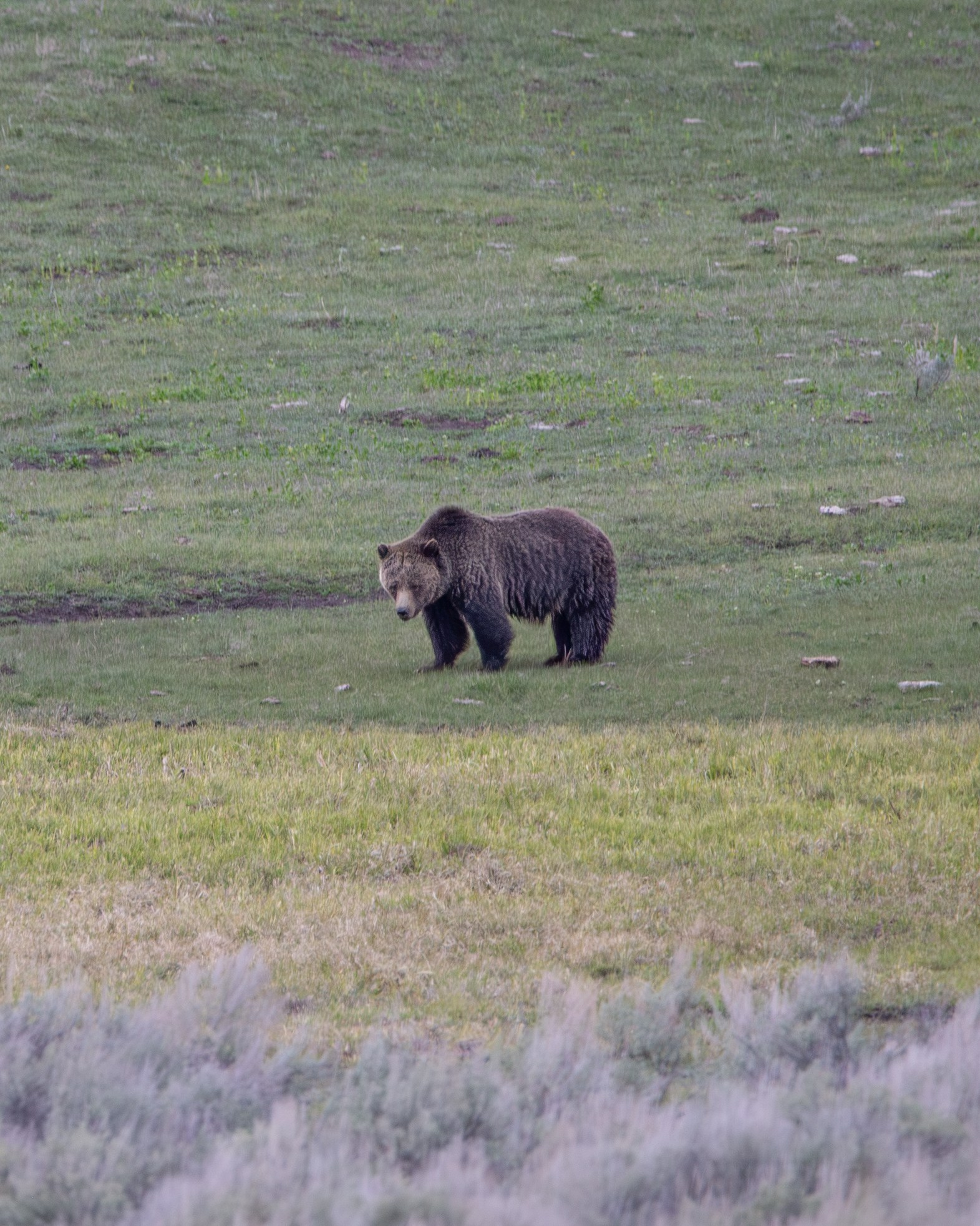 Wildlife