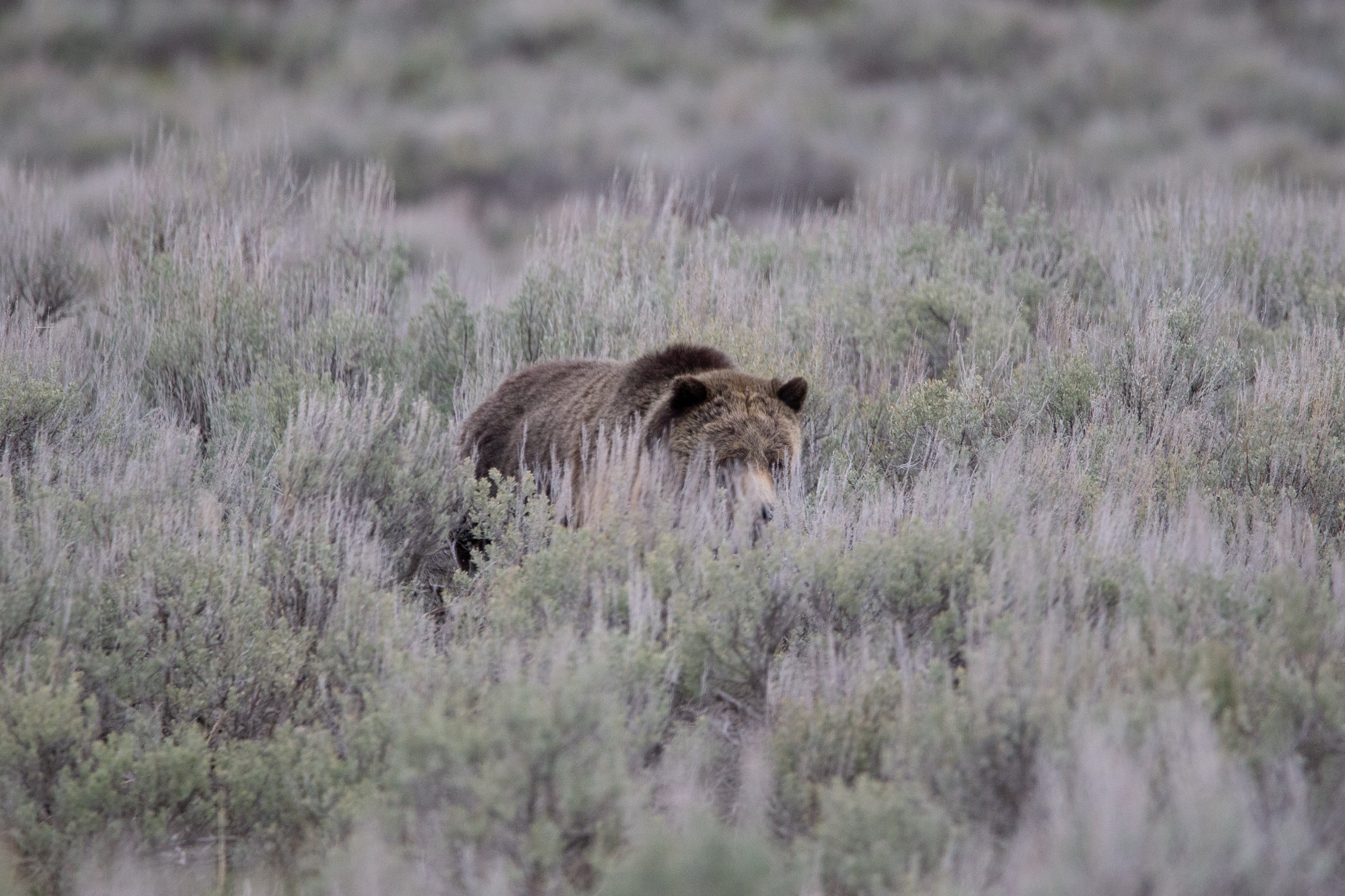 Wildlife