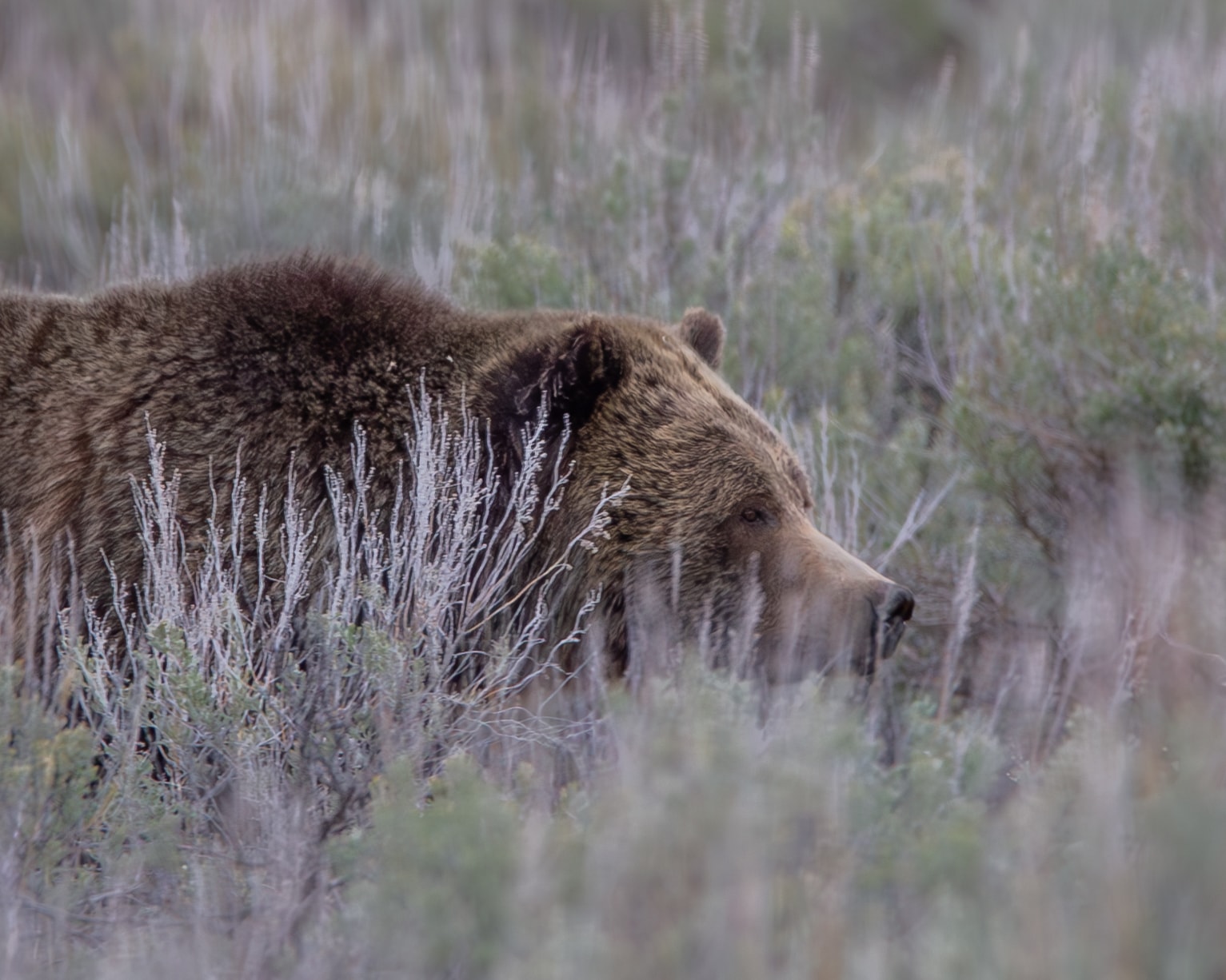 Wildlife