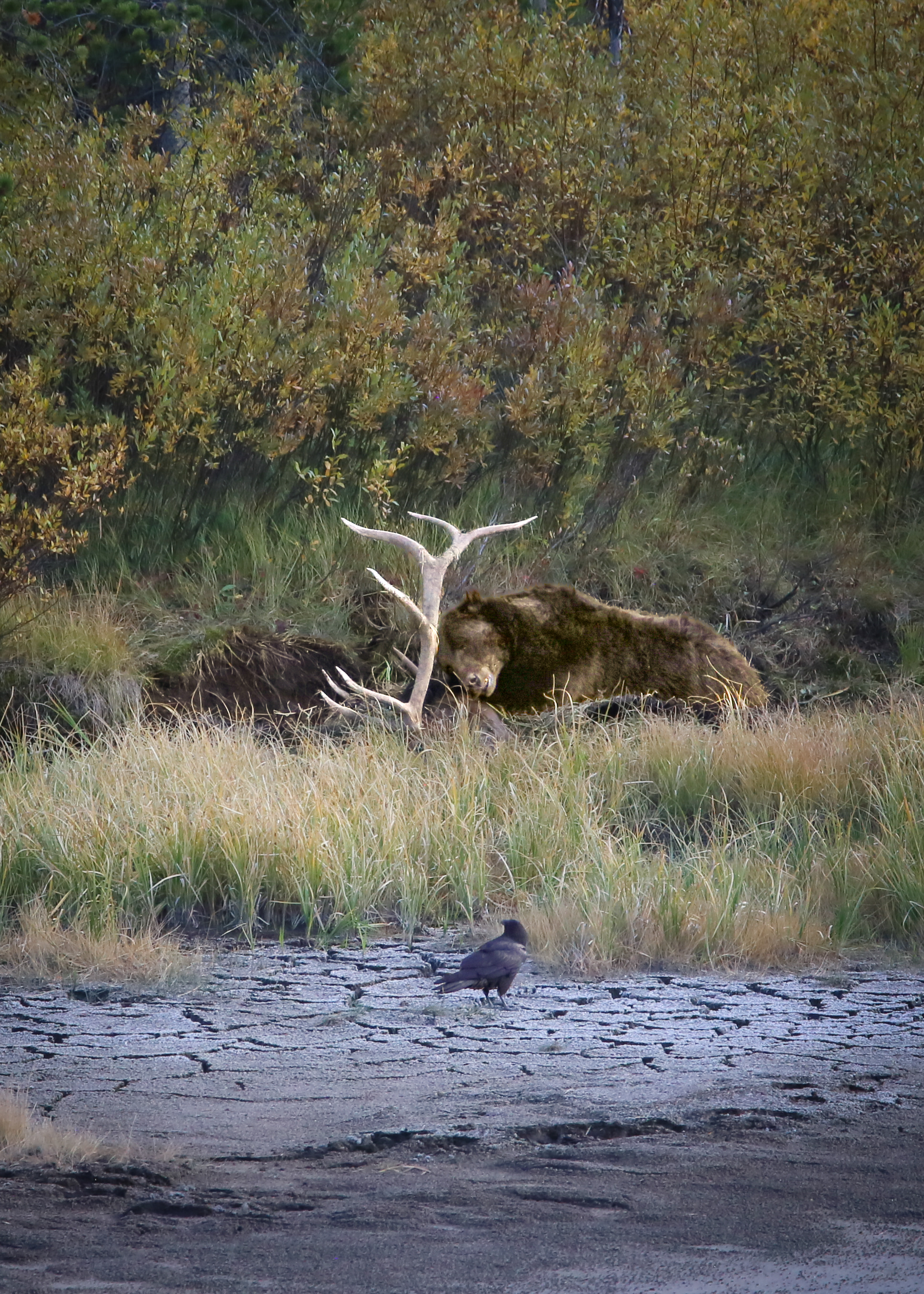 Wildlife