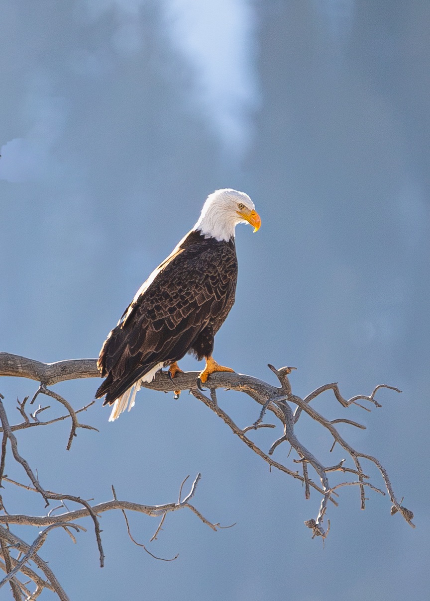 Wildlife