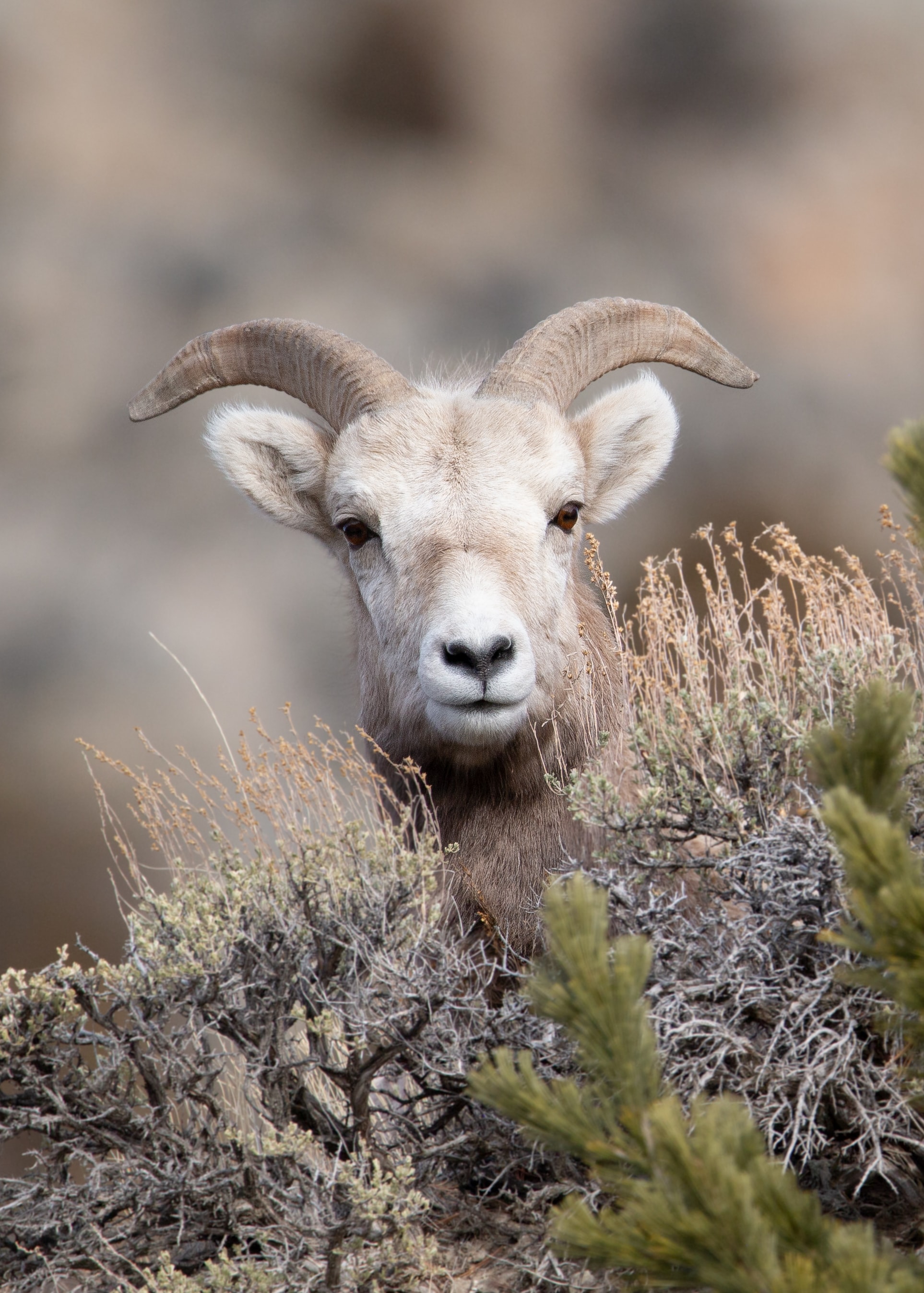 Wildlife