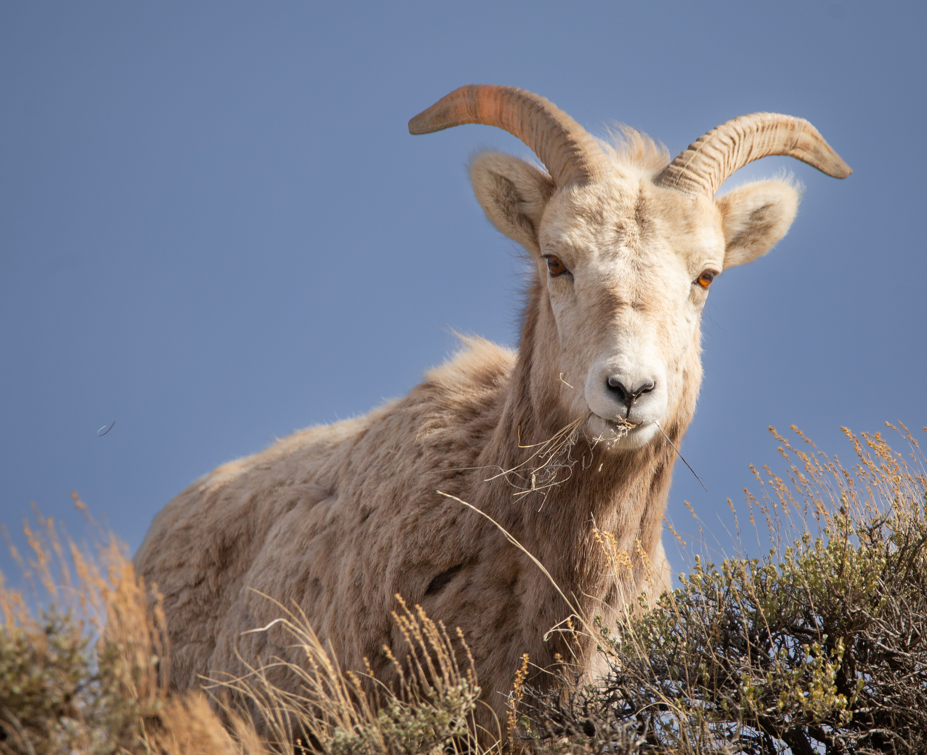 Wildlife
