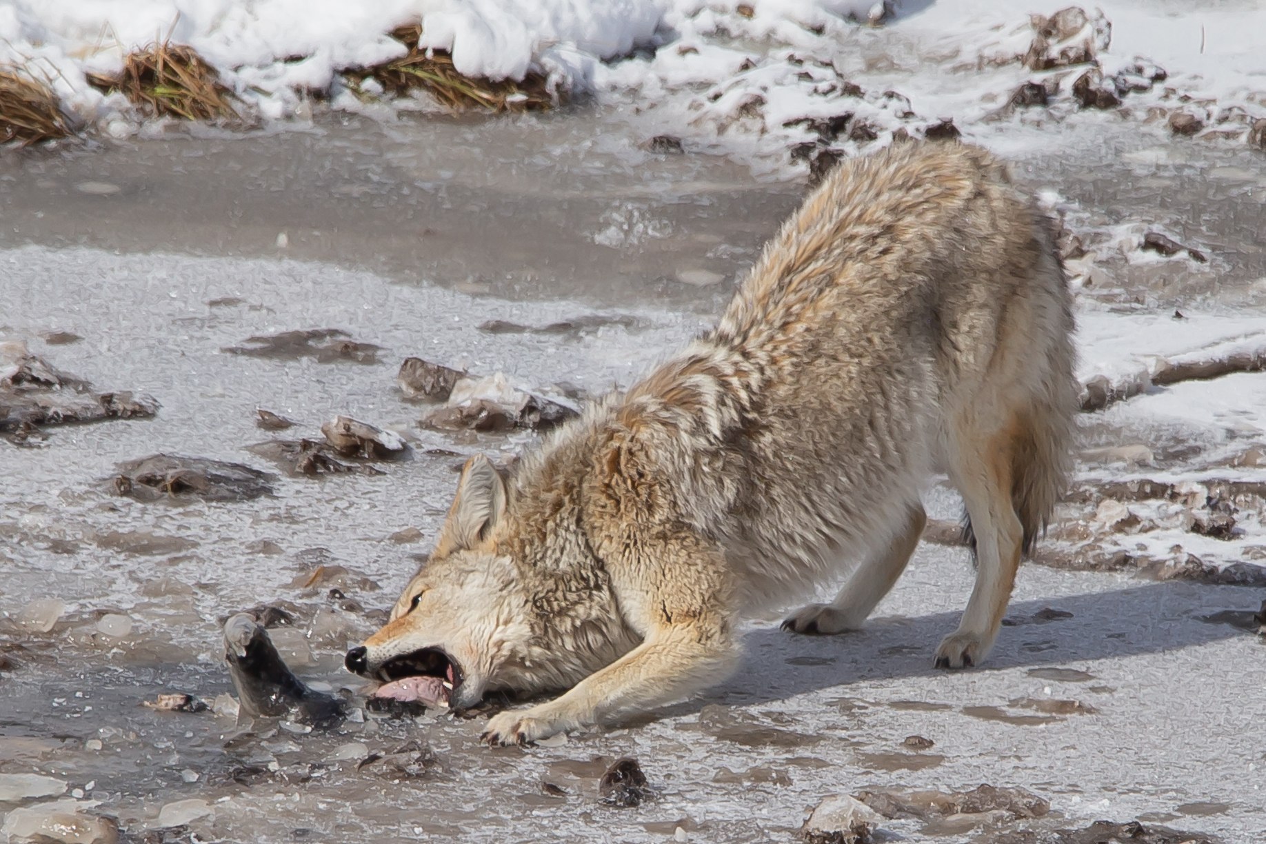 Wildlife