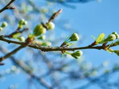 Василий Теплый: приметы погоды, что можно и нельзя делать 4 апреля