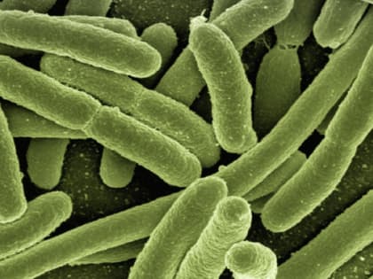 В ВОЗ заявили, что миру нужно готовиться к новой пандемии