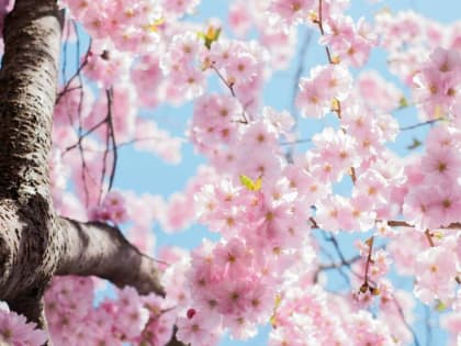 14 апреля в Алтайском крае потеплеет до +20 градусов