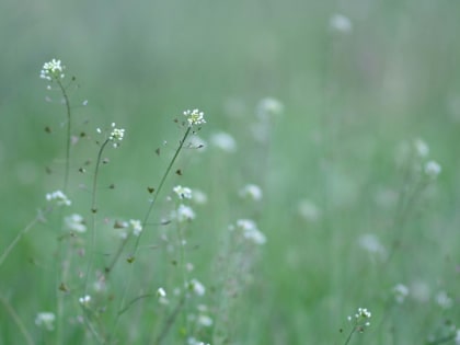 Алтайский край 16 июля накроет жара до 33 градусов
