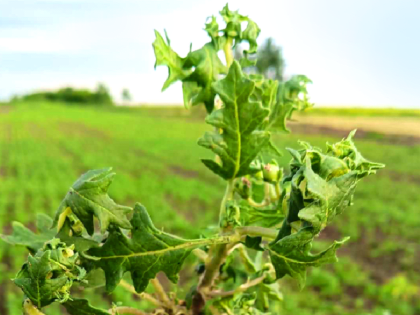 В Алтайском крае обнаружили опасный сорняк, выделяющий токсины