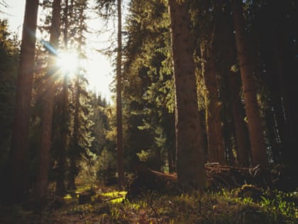 Жара и небольшой дождь. О погоде в Алтайском крае 11 июля