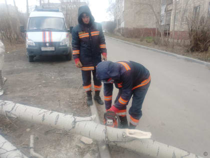 В Барнауле упавшее дерево повредило ограждение лицея