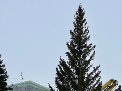 В Рубцовск привезли главную городскую елку