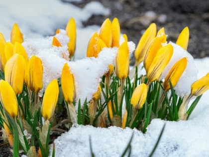 Мокрый снег ожидается в Алтайском крае 1 мая