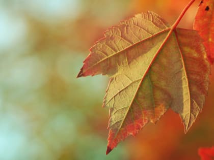 Сентябрь в Алтайском крае: температура и погодные условия