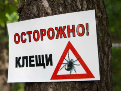 42 жителя Алтайского края заболели клещевым тифом