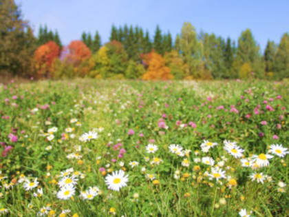 Синоптики рассказали, каким будет лето в Алтайском крае