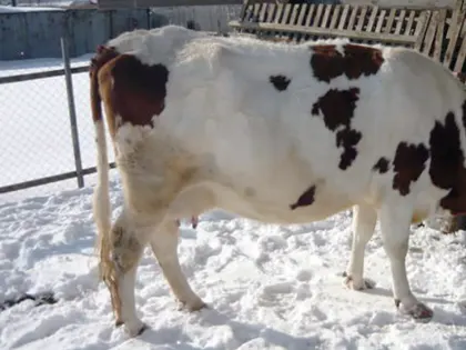 Карантин из-за бешенства ввели в одном из сел Бийского района