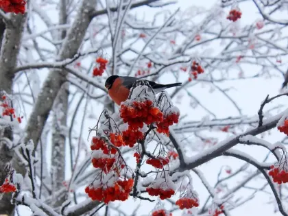 Из-за аномально теплой погоды в Алтайском крае могут быть опасные явления