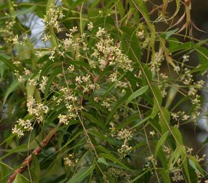 De neem tree, of neemboom (CC, J.M.Garg