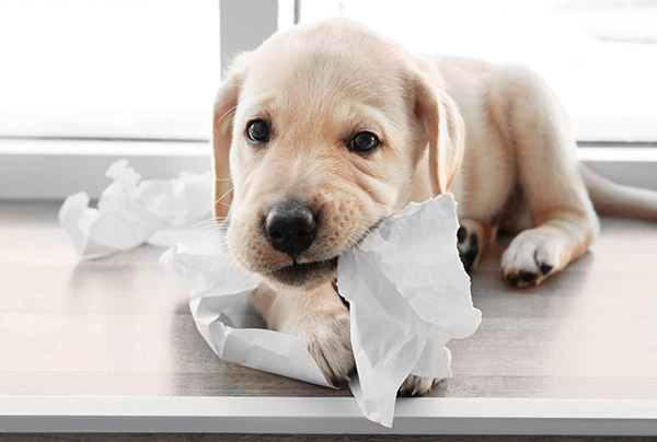 Wat is compassie? Vraag het een puppy!