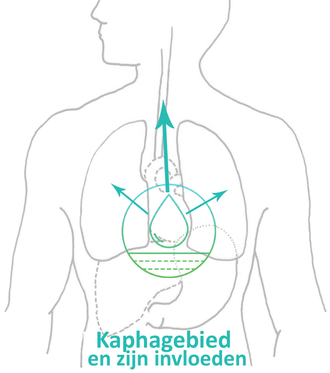 De invloed van kapha op longen en keelholte en neusholte
