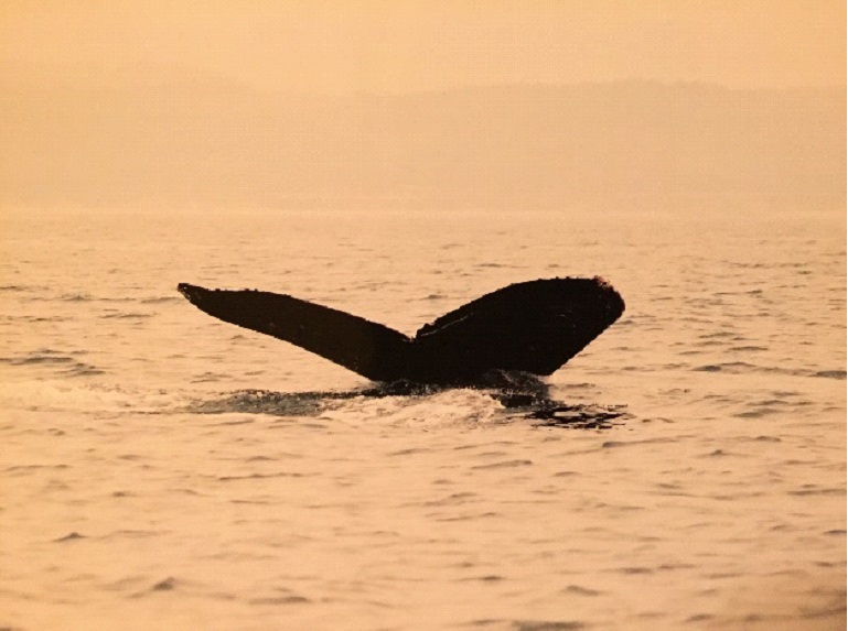 Spiritueel reisverhaal: Magisch Mexico. De walvis.