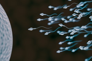 sperma en potentie