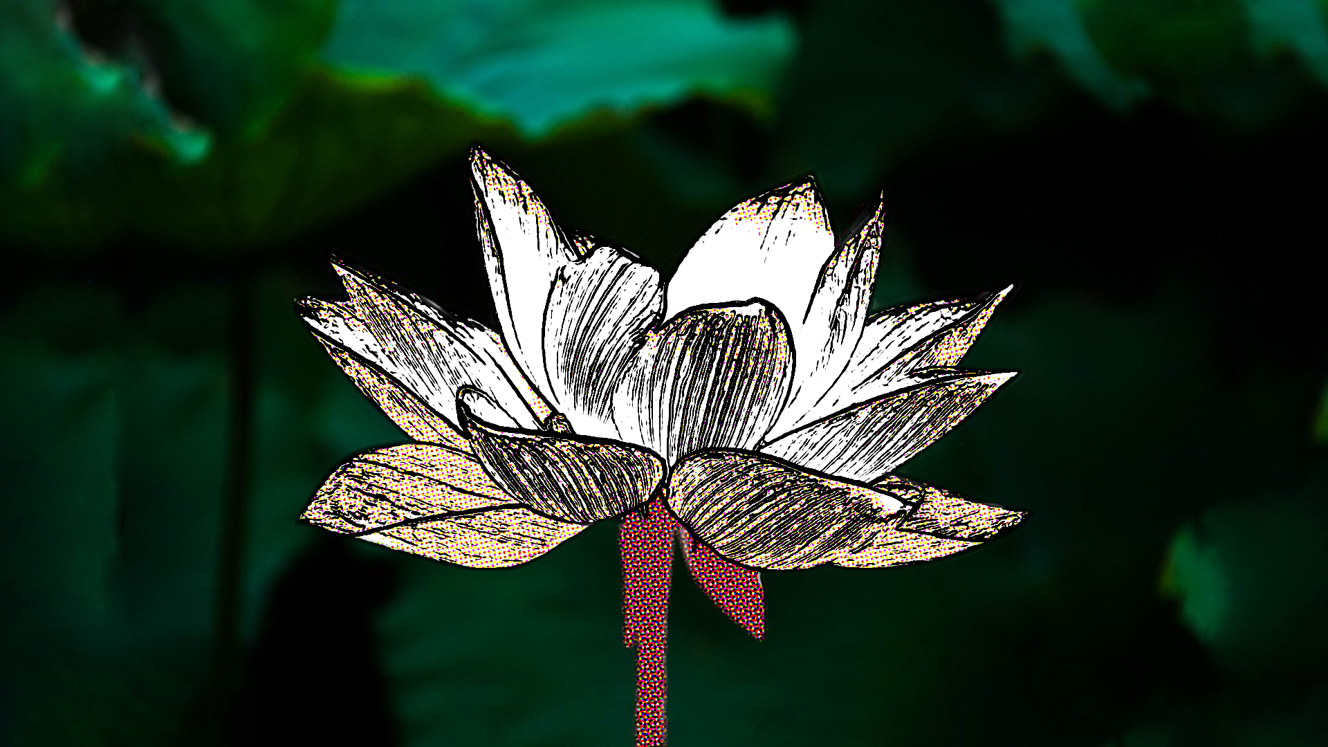 Trame de Lotus