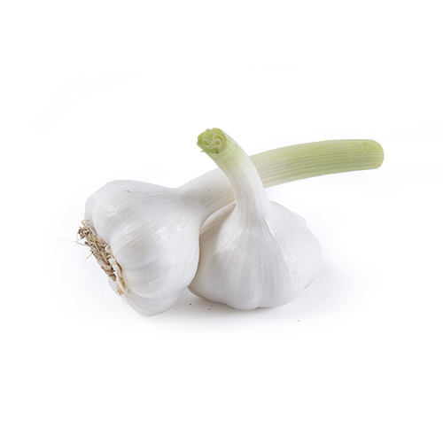 White Garlic